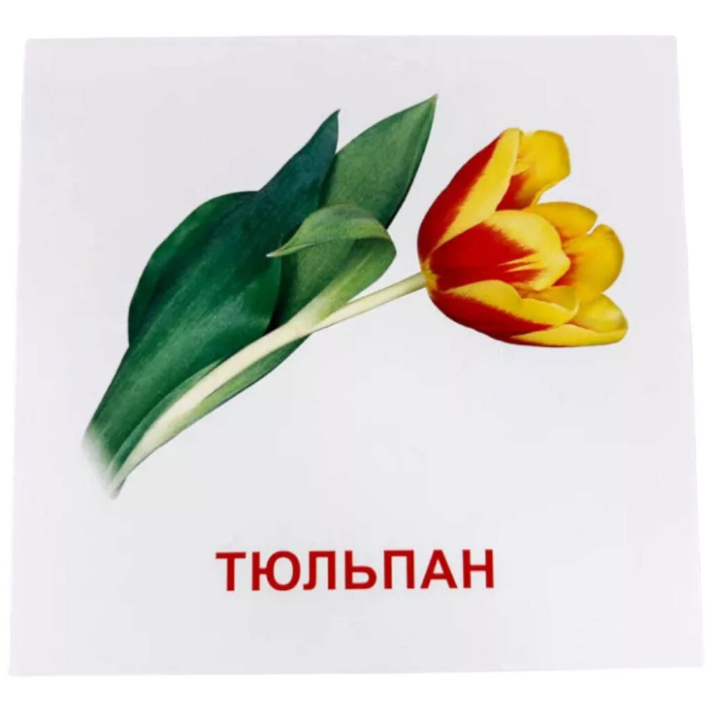 Картки міні "Квіти", 17 карток, 11х11, укр, Зірка - № 6 Картки міні "Квіти", 17 карток, 11х11, укр, Зірка - № 6