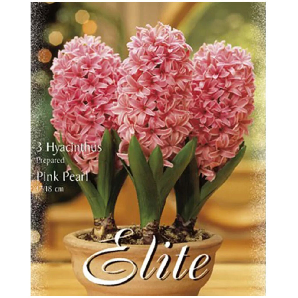 Цибулини квітів Flora Elite Гіацинт Pink Pearl, 3 шт. - № 1 Цибулини квітів Flora Elite Гіацинт Pink Pearl, 3 шт. - № 1