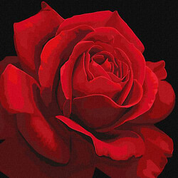 Картина по номерам "Красная роза"