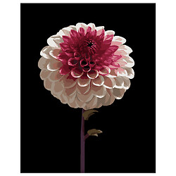 Картина по номерам на черном фоне "Бело-розовый цветок", 40 x 50 см, Strateg