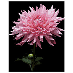 Картина за номерами на чорному тлі "Рожева жоржина", 40 x 50 см, Strateg