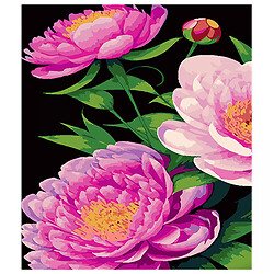 Картина за номерами на чорному тлі "Півонії у відтінках рожевого", 40х50 см, Strateg