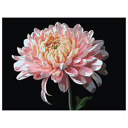 Картина за номерами на чорному тлі "Рожева хризантема", 30х40 см, Strateg