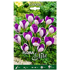 Цибулини квітів Flora Elite Крокус Vanguard, 10 шт.