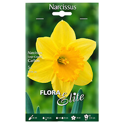 Луковицы цветов Flora Elite Нарцисс Carlton, 5 шт.