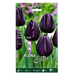 Цибулини квітів Flora Elite Тюльпан Queen of Night, 7 шт.