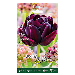 Цибулини квітів Flora Elite Тюльпан махровий Black Hero, 5 шт.