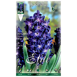Луковицы цветов Flora Elite Гиацинт Blue Trophy, 3 шт.