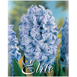 Цибулини квітів Flora Elite Гіацинт Delft Blue, 3 шт.